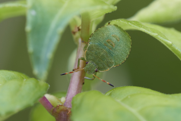 Image of a shieldbug
