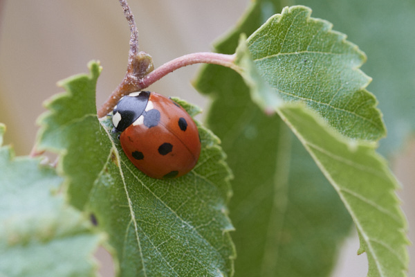 Image of a ladybird