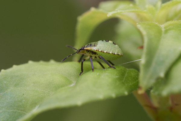Image of a shieldbug