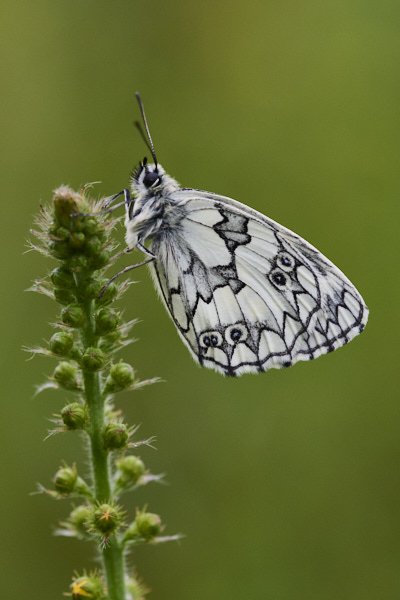 Image of a Butterfly