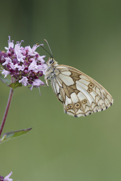 Image of a Butterfly