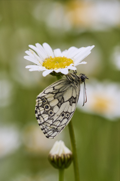 Image of a  Butterfly