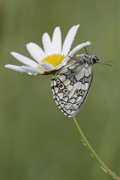Image of a Butterfly