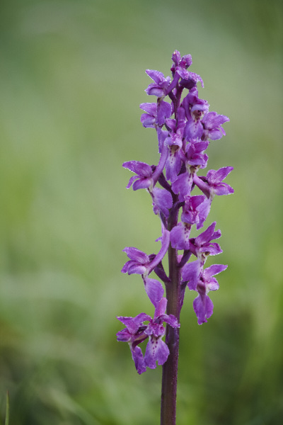 Image of an Orchid