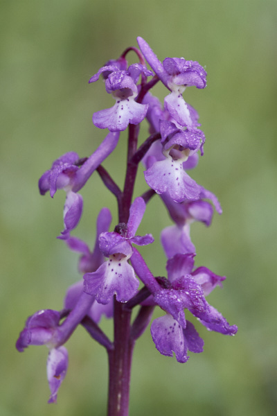 Image of an Orchid