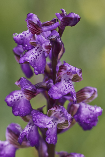 Image of an Orchid