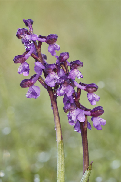 Image of an Orchid