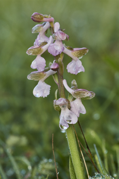 Image of an Orchid