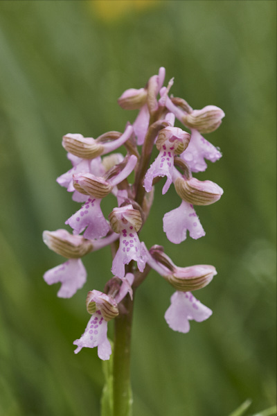 Image of an Orchid