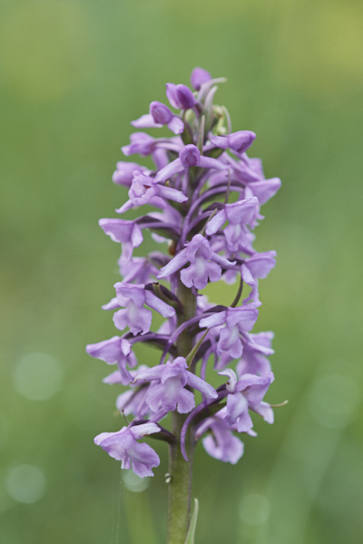 Image of an Orchid