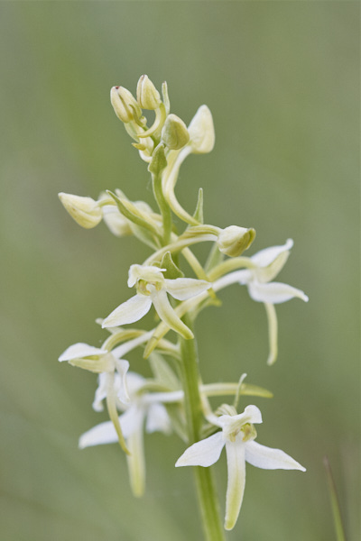 Image of an Orchid