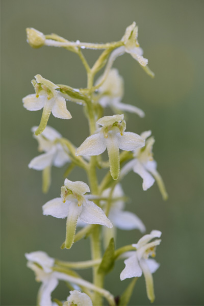 Image of an Orchid