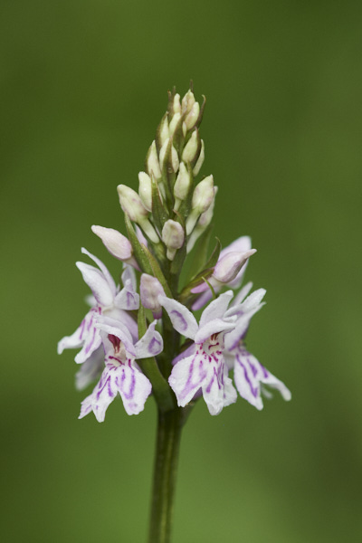 Image of an Orchid