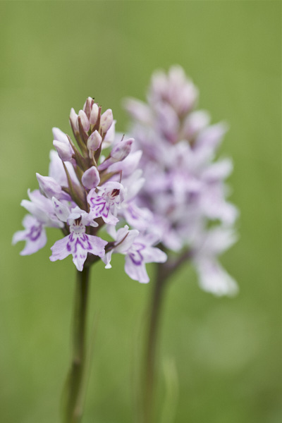 Image of an Orchid