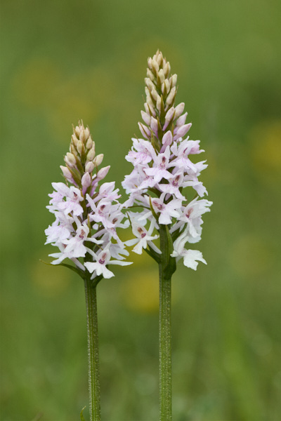 Image of an Orchid