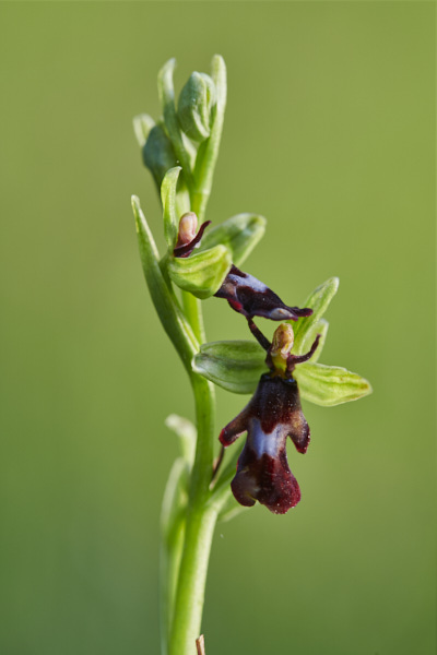 Image of an Orchid