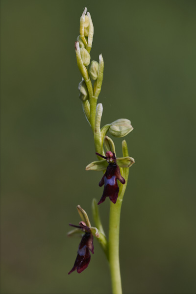 Image of an Orchid