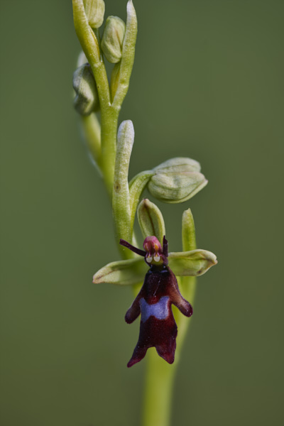 Image of an Orchid