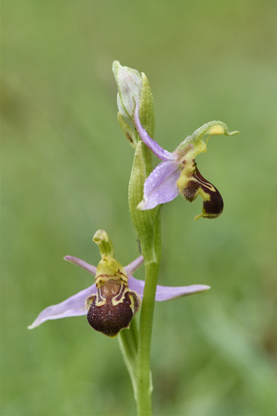 Image of an Orchid