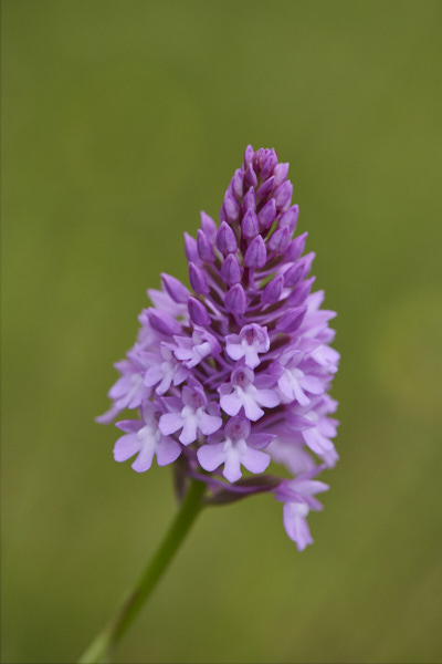 Image of an Orchid