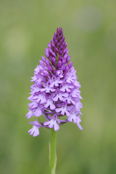 Image of an Orchid