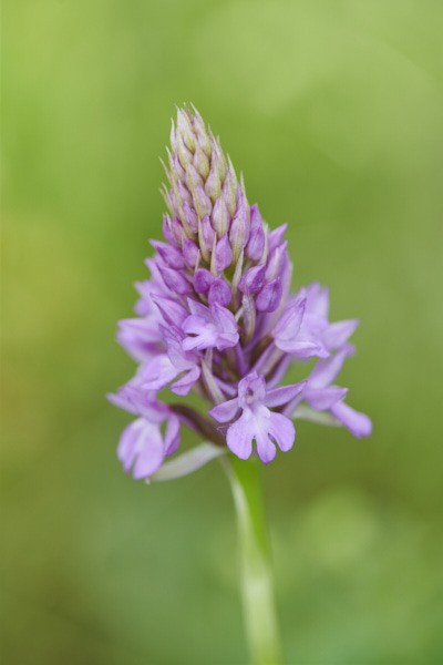 Image of an Orchid