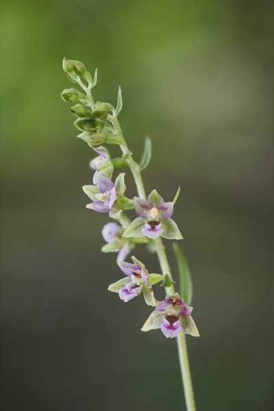 Image of an Orchid