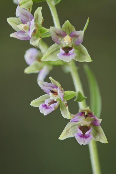 Image of a Flower