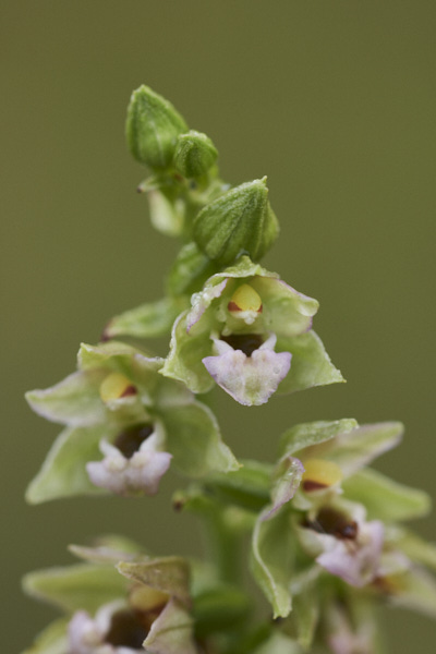 Image of an Orchid