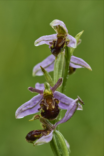 Image of an Orchid