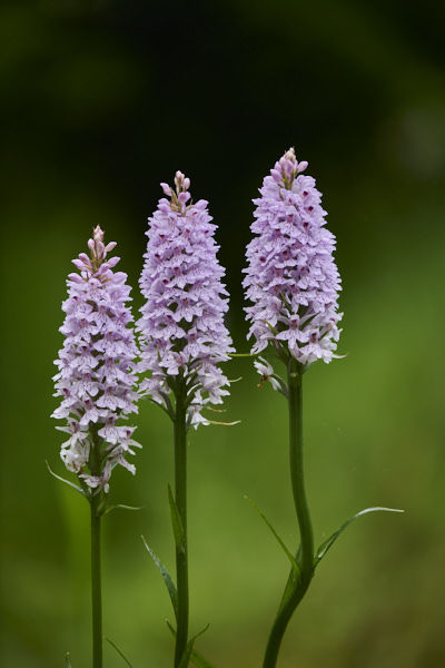 Image of an Orchid