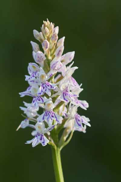 Image of an Orchid