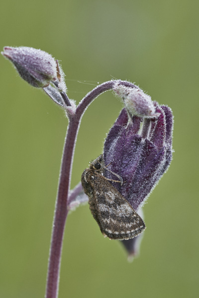 Image of a Butterfly