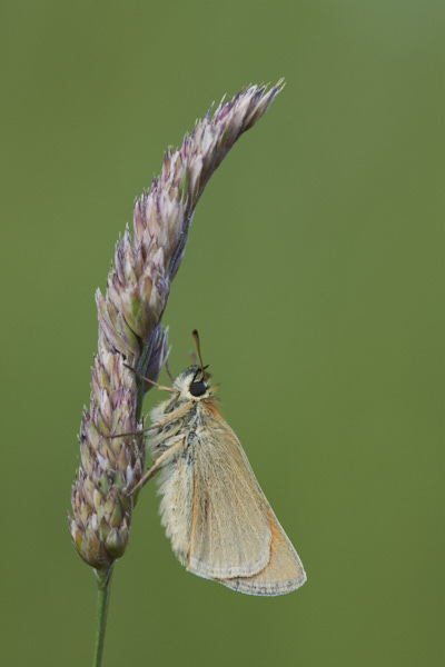 Image of a Butterfly