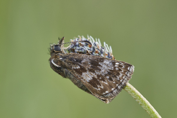 Image of a Skipper Butterfly