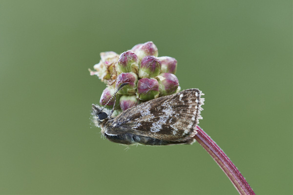 Image of a Skipper Butterfly