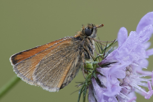 Image of a Skipper Butterfly