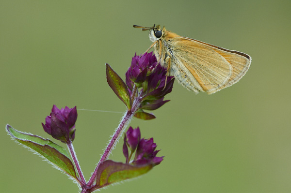 Image of a Skipper Butterfly