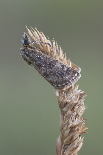 Image of a Butterfly
