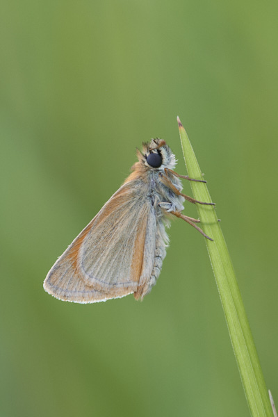 Image of a Butterfly