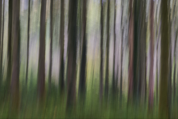 Image of blurred tree trunks