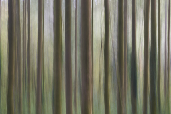 Image of blurred tree trunks