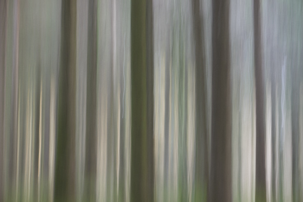 Image of blurred tree trunks