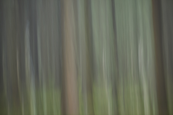 Image of blurred tree trunks