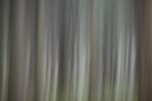 Image of blurred tree trunks