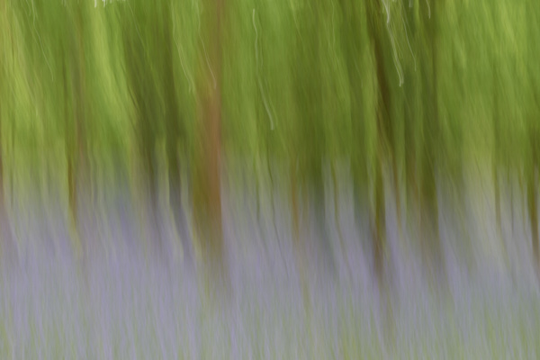 Image of blurred tree trunks