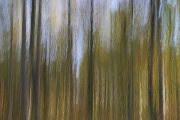 Image of blurred tree trunks