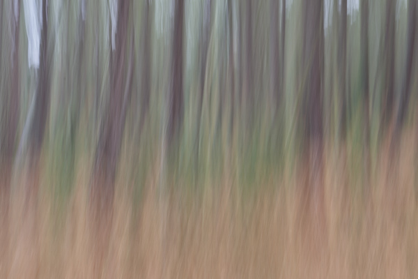 Image of blurred tree trunks