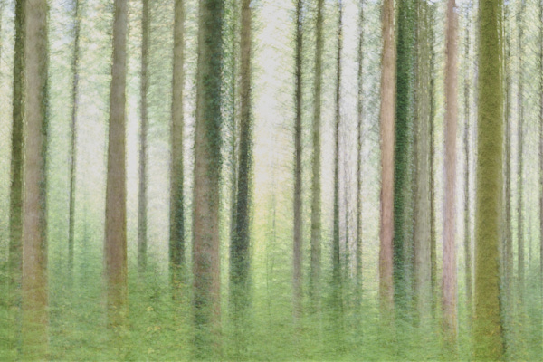 Image of blurred tree trunks