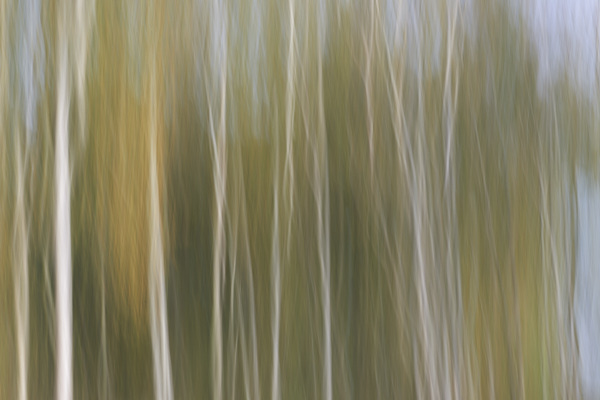 Image of blurred tree trunks